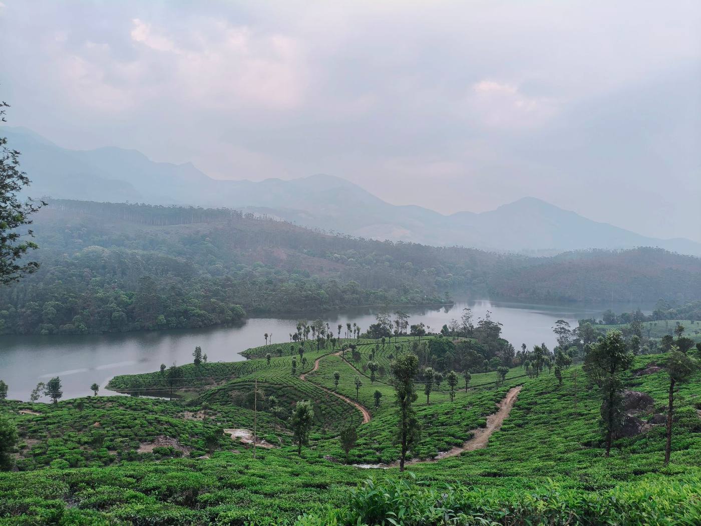 Rolling tea garden hills in Munnar, Kerala