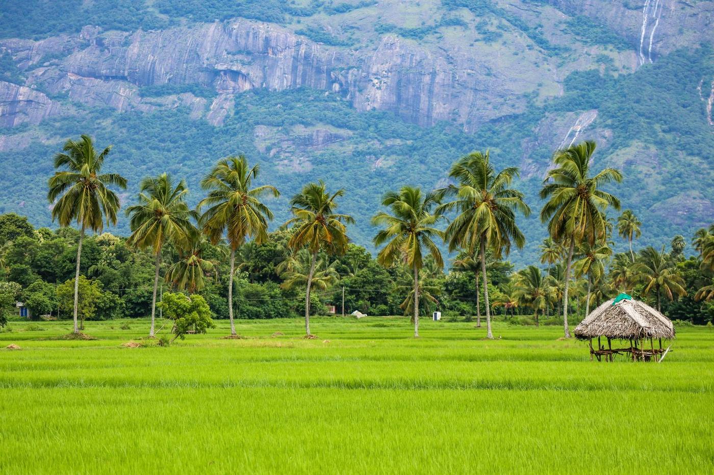 Green hillside tea estate in Kerala's high ranges
